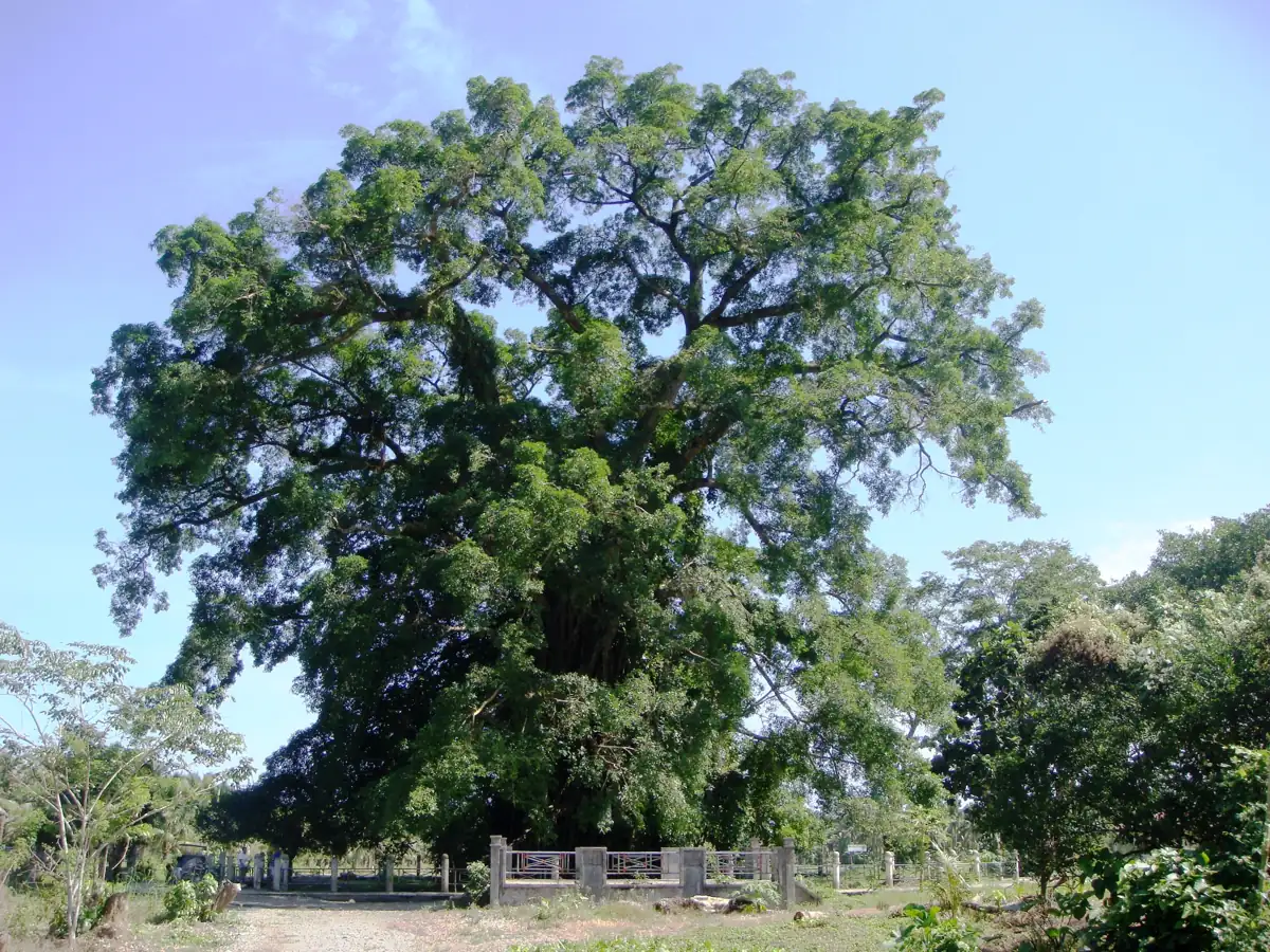Balete Millennium Tree, Maria Aurora